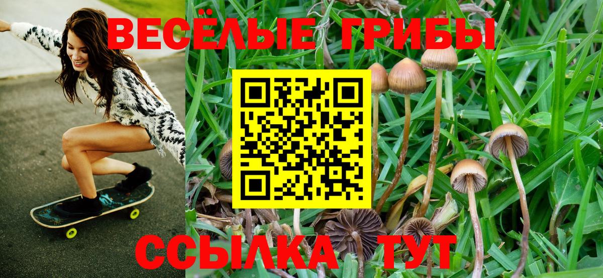 Галлюциногенные грибы Cubensis Саяногорск